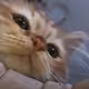 BBCat