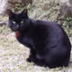 BLACK CAT