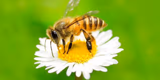 bee 5654