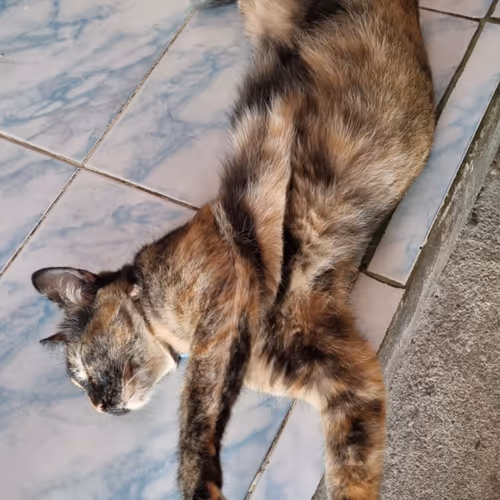 Stray animals