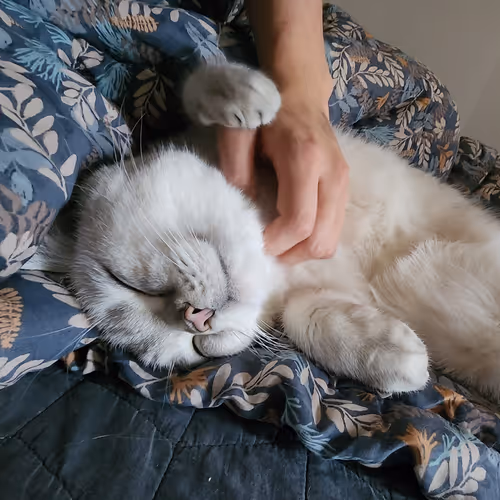 enjoy cute white cat