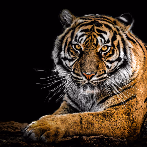 tiger