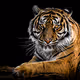 tiger