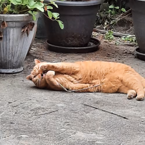Cats