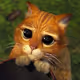 KITTY