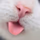 cats cookie