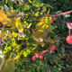 berries