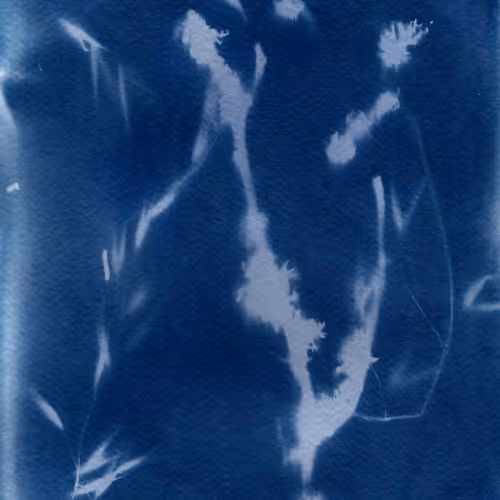 cyanotype summer