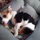 molly the dog
