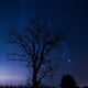 Ghost tree