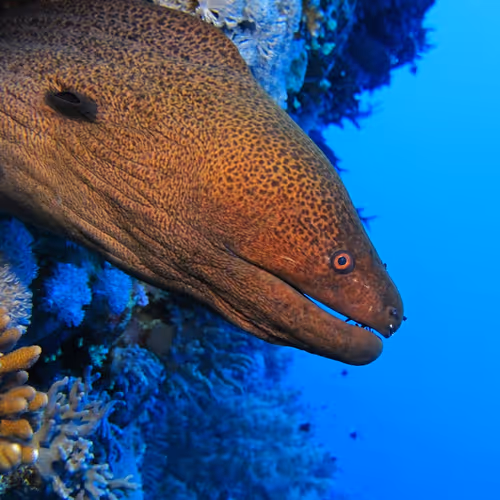 Moray Eel USDzC