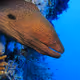 Moray Eel USDzC