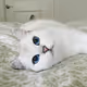 Happy cat