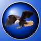 EAGLE ZORB