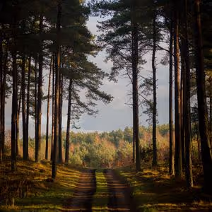 forest