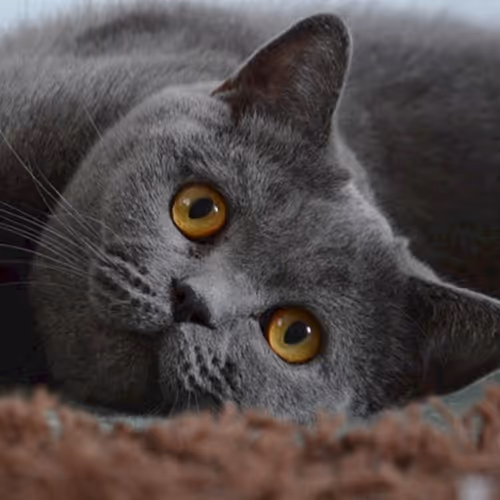 Catsss