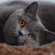 Catsss