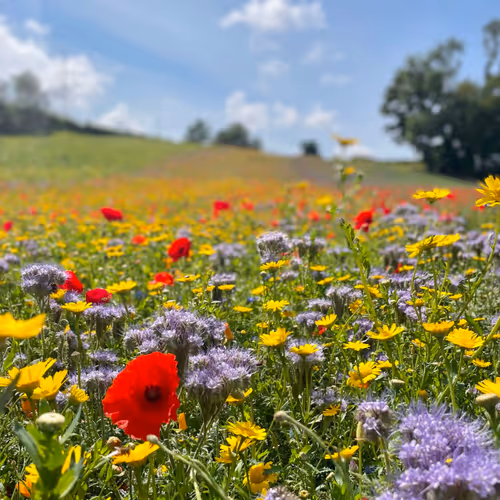 Field flowers