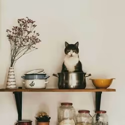 cats and cats