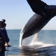 Whale