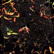 WEB3
