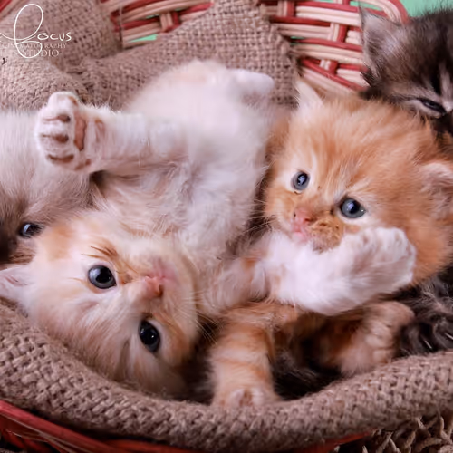 Kitties