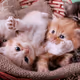 Kitties
