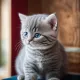 Kitten