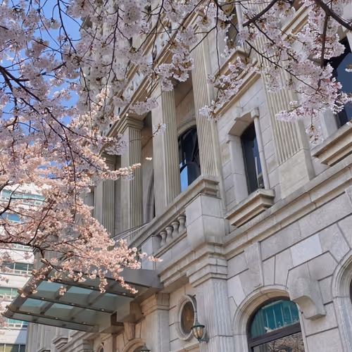 Teheran-ro cherry blossoms