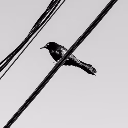 birdón