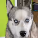 Pipsy the Husky