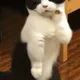 Cute Kitties