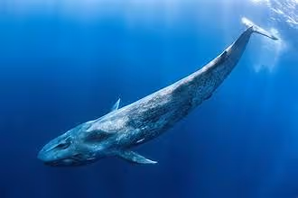 Whale №3