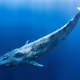 Whale №3