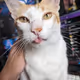 My cat