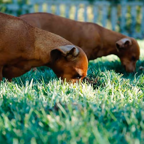 Packaging Molecules Producers