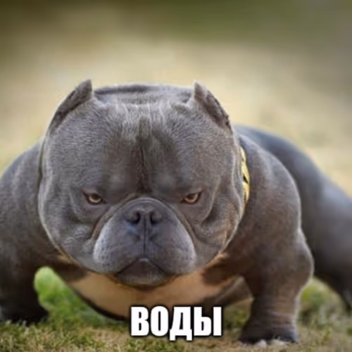 meme dog