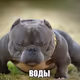 meme dog