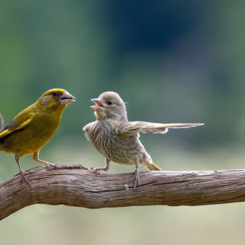 Dispute