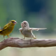 Dispute