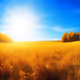 Golden Horizon