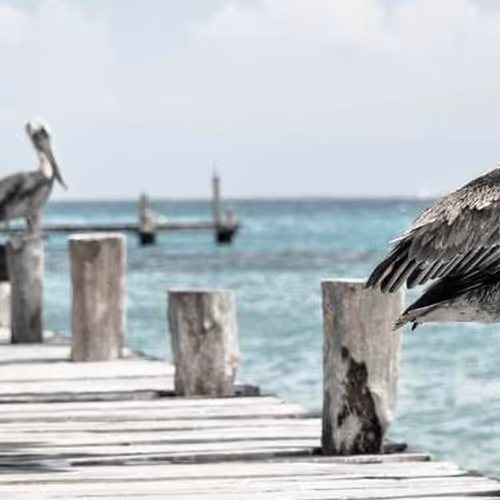 Send Tournament Vegetables