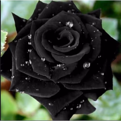 Black Rose