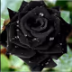 Black Rose