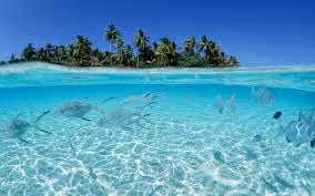 undersea world