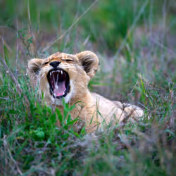 Lion's cub