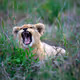 Lion's cub