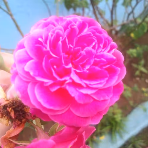 Custom Opepen by Opepen Studio