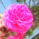 Custom Opepen by Opepen Studio