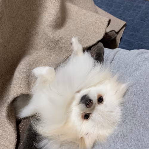 inu